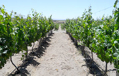 Finca Familia Stampalia