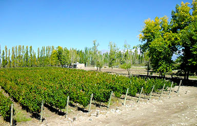 Finca Familia Stampalia
