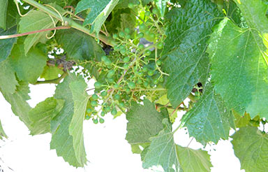 Finca Familia Stampalia