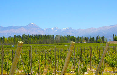 Finca Familia Stampalia